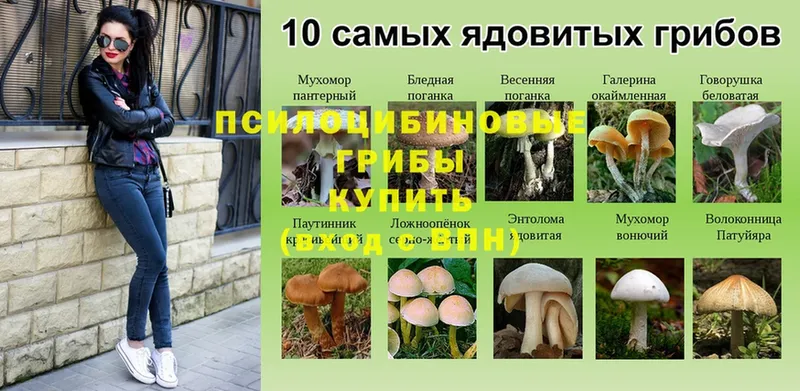 omg сайт  закладка  Саки  Галлюциногенные грибы Cubensis 